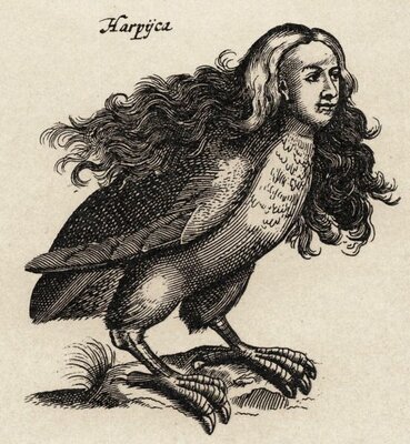 Harpyie, Kupferstich von Matthäus Merian, um 1650, aus der Historia Naturalis des John Johnston, der maßgeblichen Tierkunde des 17. Jahrhunderts..jpg