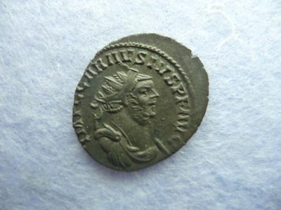 Carausius 020.jpg