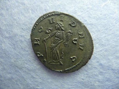 Carausius 017.jpg