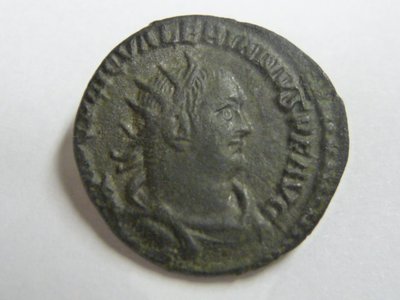 Valerian geputzt 004.jpg