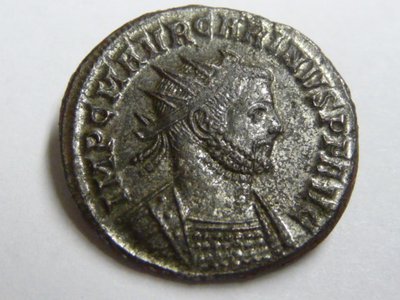 geputzter Carinus 006.jpg