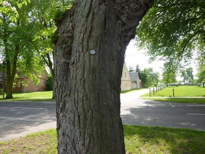 Baummarke-Stamm.jpg